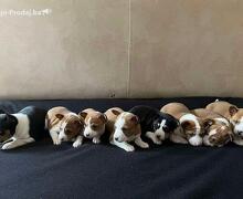 Basenji (Basendži) štenci crveno-beli i trobojni