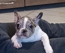 Stenad francuskog buldoga dva merle muzjaka 3.5 meseca