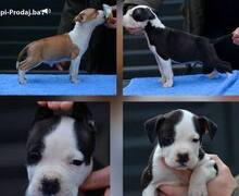 Američki Stafordski terijer štenci