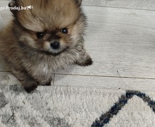 Prelepi Bo medvedici