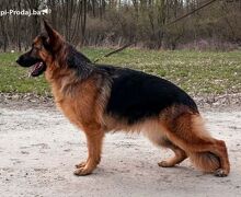 Nemački ovčar ženka