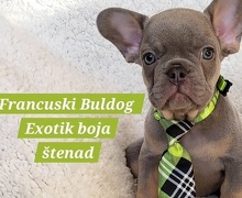 Francuski Bulldog štenci exotik boja