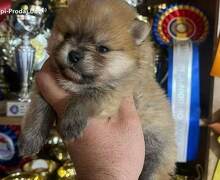 Pomeranac, štenci vrhunskog kvaliteta