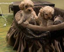 Toy pudle ekstra malog rasta