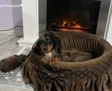 Patuljasti dugodlaki jazavičar, merle ženka