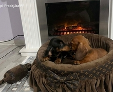 Patuljasti jazavičari kratkodlaki