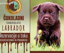 Braon Labrador štenci