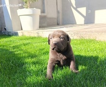 Štenci čokoladnog labradora