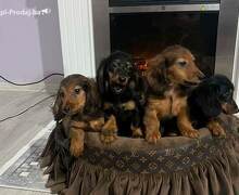 Dugodlaki patuljasti jazavičari štenci