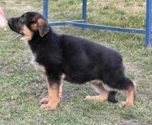 Štenci NEMAČKOG ovčara