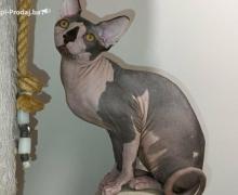 Mačak SPHYNX dostupan za parenje