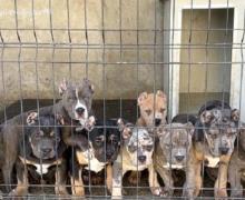 American bully XL / XXL