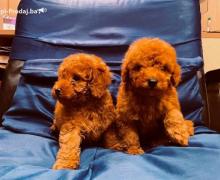 Prelepe Francuske Toy i patuljaste pudle