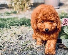 Crvena patuljasta pudla