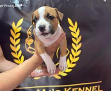 Američki Stafordski Terijer štenci