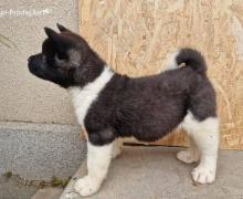 Američka Akita štenci