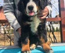 Bernski planinski pas štenci