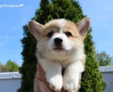 Velški korgi - Pembrok