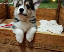 Korgi štenci na prodaju